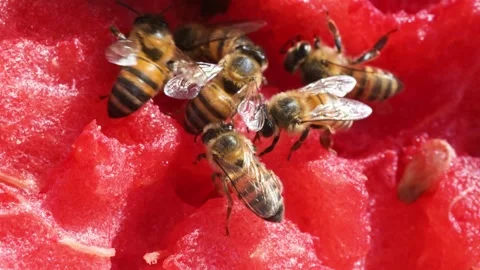 Bees while they are eating and drinking from a slice of watermelon, bees Stock Footage 338233503
