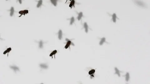 Bees on the white background. Stock Footage 80237292