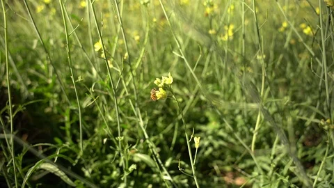 Bees on wildflowers Stock Footage 123362249