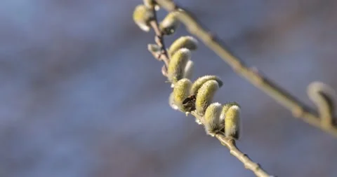 Bees on willow catkins in spring collecting nectar Stock Footage 172597725
