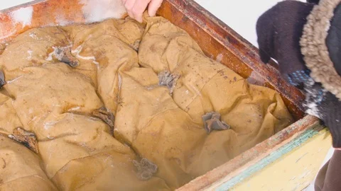 Bees In Winter Video stock 86019979