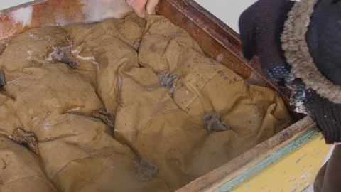 Bees In Winter Video stock 88865097