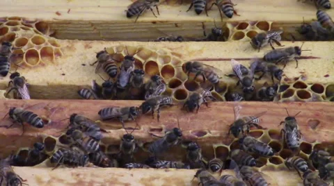 Bees on wooden bee hive frames Stock Footage 54424676