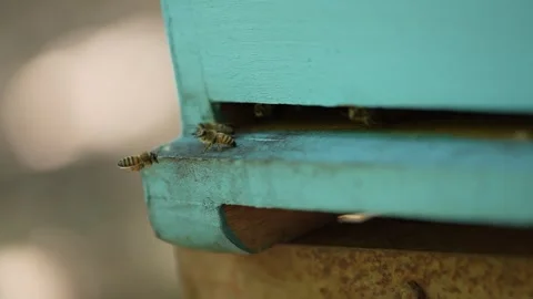 Bees on a wooden box. Stock Footage 255998273