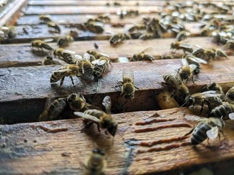Bees on wooden frames inside hive before honey harvest beekeeping production Stock-Fotos