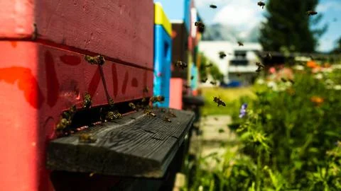 Bees at work 2 Stock Photos