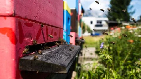 Bees at work 3 Stock Photos