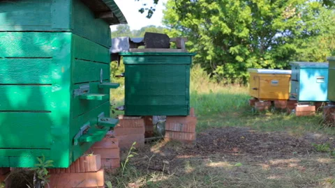Bees work in the apiary Stock-Footage 95774836