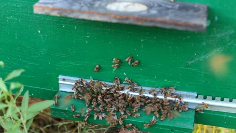 Bees work in the apiary Stock Footage 98306222
