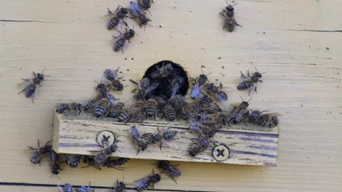 Bees work, bring flower nectar and pollen to the hive, and create sweet honey. Stock Footage 288333493