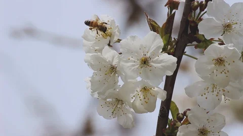 Bees work on cherry blossoms Video stock 128359371
