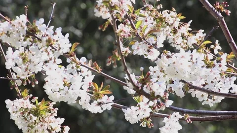Bees work on cherry blossoms Video stock 128361094