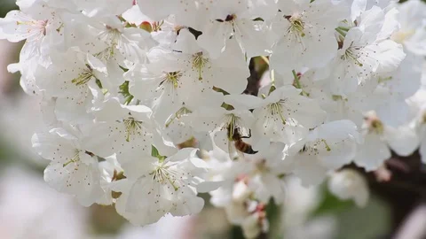 Bees work on cherry blossoms Video stock 128365798