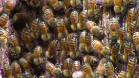 Bees Work to Create a New Hive Vídeo Stock 57677061