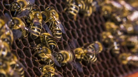 Bees work on empty honeycomb Stock-Footage 88512192