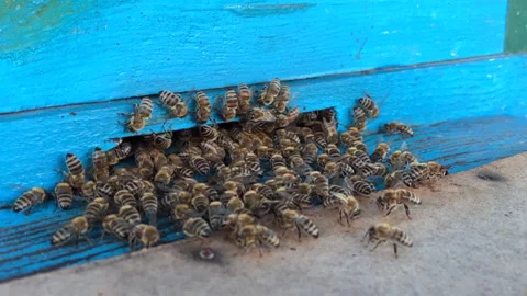 Bees work, fly into the hive, bring honey. The video shows wildlife. Stock Footage 172067149
