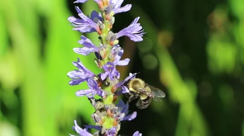 Bees at Work Stock Footage 42309591