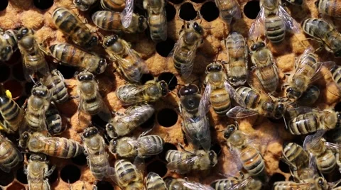 Bees at work Stock-Footage 46572756