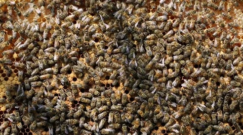 Bees at work Stock-Footage 46572944