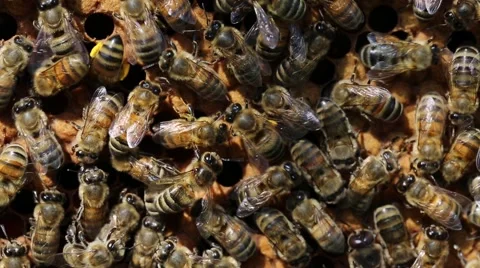 Bees at work Stock-Footage 46574028