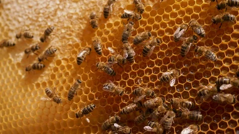 Bees work in hive, convert nectar into golden honey and cover it in honeycombs Stock Footage 124298229