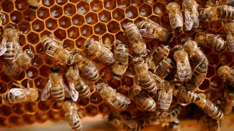 Bees work in hive, convert nectar into golden honey and cover it in honeycombs Stock Footage 124298276