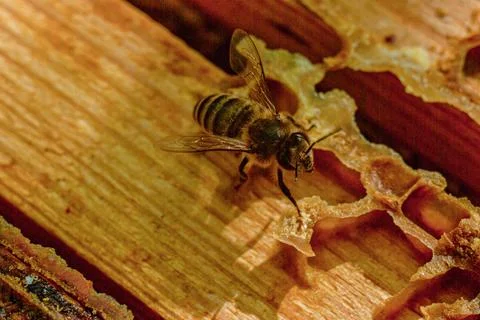 Bees at work in the hive Stock Photos