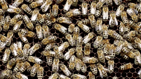 Bees work on honeycomb with honey in the hive in 4K VIDEO. Stock Footage 148376459