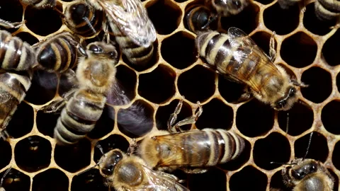 Bees work on honeycomb with honey in the hive in 4K VIDEO. Stock Footage 148378467