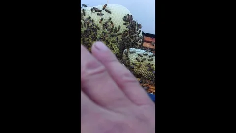 Bees work on honeycomb inside beehive during warm sunny day in springtime Stock Footage 328105131