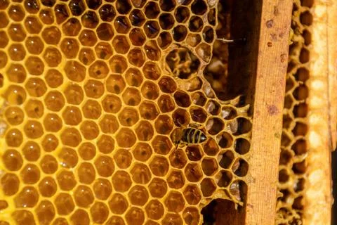 Bees work on honeycomb Stock Photos
