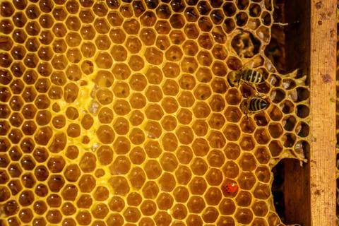 Bees work on honeycomb Stock Photos