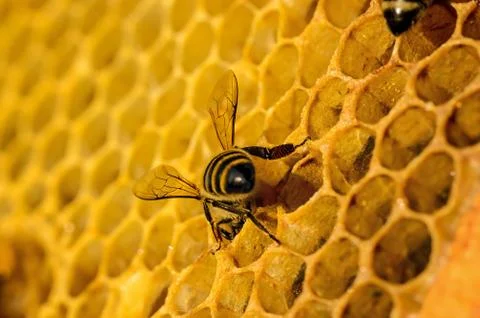 Bees work on honeycomb Stock Photos