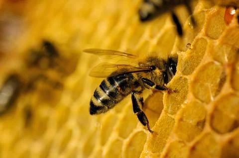 Bees work on honeycomb Stock Photos