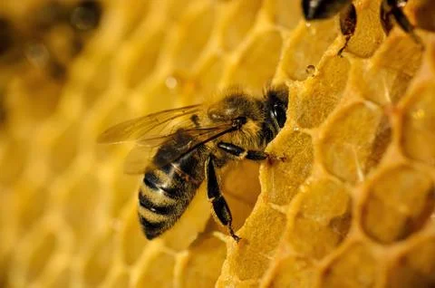 Bees work on honeycomb Stock Photos