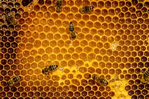 Bees work on honeycomb Stock Photos