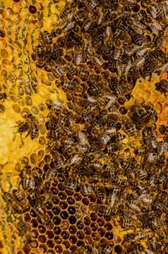 Bees work on honeycomb Stock Photos