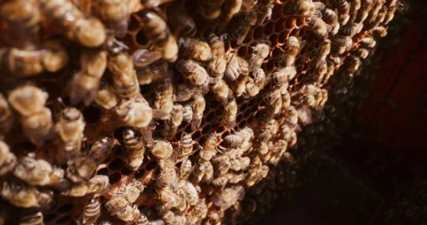 Bees Work on the Honeycomb While Producing Honey Stock Footage 277002521