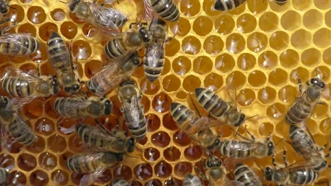 Bees work inside the hive. Stock Footage 254350263