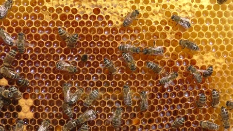 Bees work inside the hive. Stock Footage 254350294