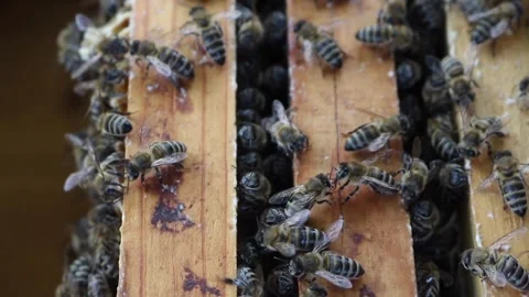 Bees work inside the hive. Stock Footage 254350347