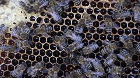 Bees work inside the hive. Stock Footage 254350378