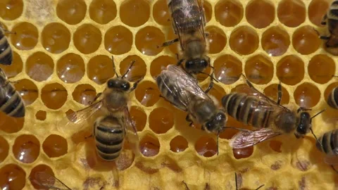 Bees work inside the hive. Stock Footage 265385330