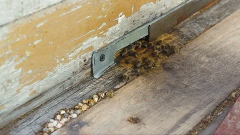 Bees work near the hive 動画素材 79499671