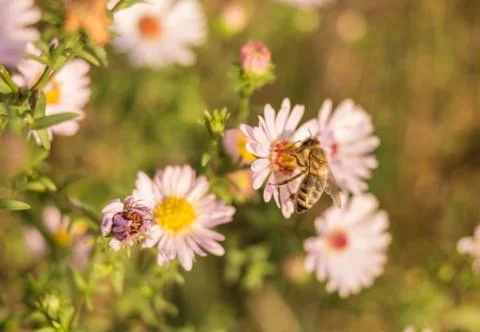 Bees at work Stock Photos