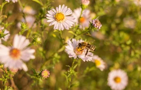 Bees at work Stock Photos