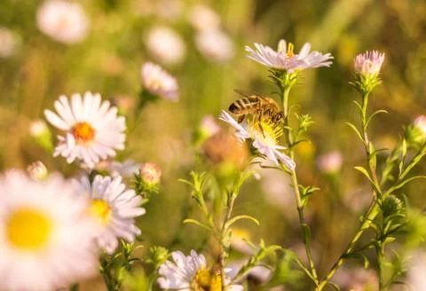 Bees at work Stock Photos