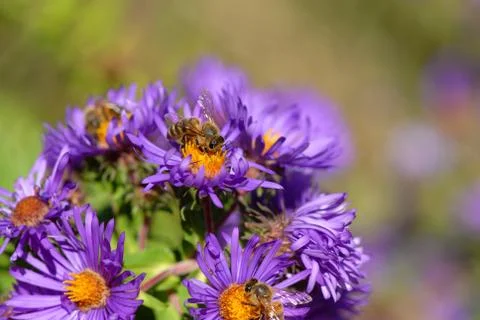 Bees At Work Stock Photos