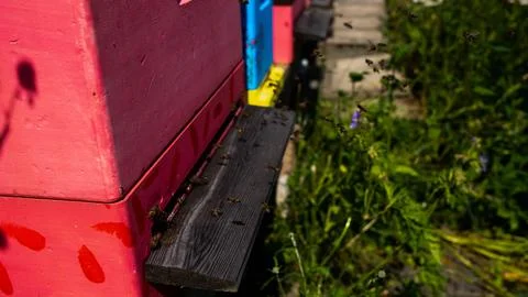 Bees at work Stock Photos