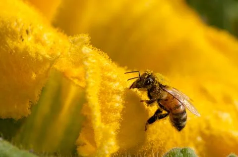 Bees at work, pollinating pumpkin flower Stock Photos